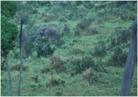 Mfangano Island Camp, Hippos